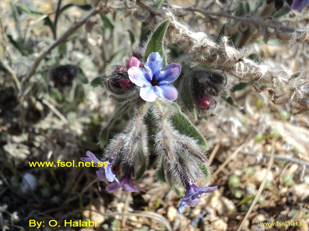 Alkanna strigosa Boiss. & Hohen.